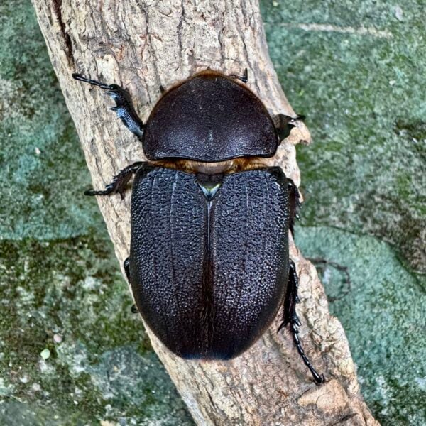 長戟大兜蟲DHH（粗短血） ♀66mm 單母