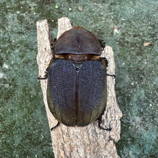 長戟大兜蟲DHH（粗短血） ♀69mm 單母