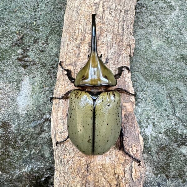 墨西哥白兜蟲（大型美白少斑）♂88mm ♀60mm 成對