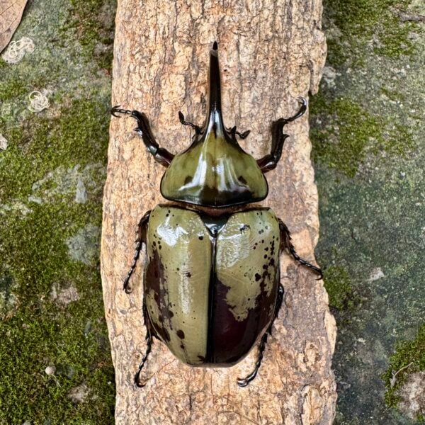 墨西哥白兜蟲 ♂75mm ♀57mm 成對