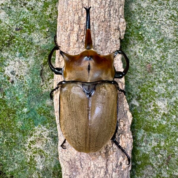 毛象大兜蟲 ♂110mm 成對