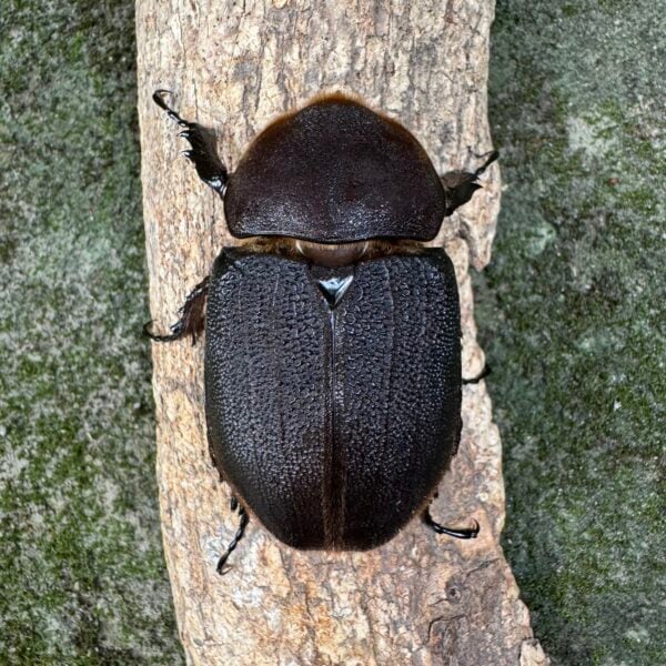 長戟大兜蟲DHH（粗短血） ♀67mm 單母 A組