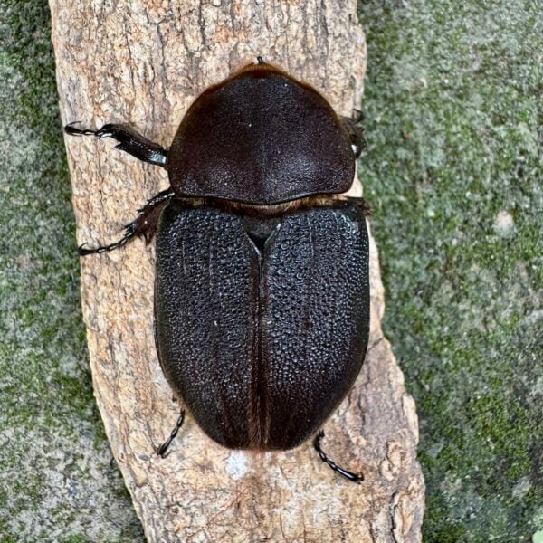 長戟大兜蟲DHH（粗短血） ♀68mm 單母