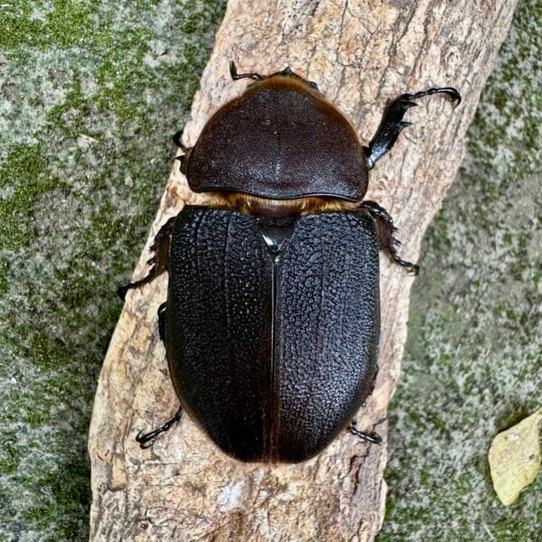 長戟大兜蟲DHH（日血美型種公151mm） ♀68mm 單母
