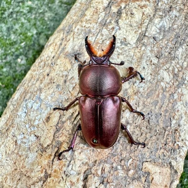 塔斯馬尼亞金鍬形蟲 ♂28mm 成對