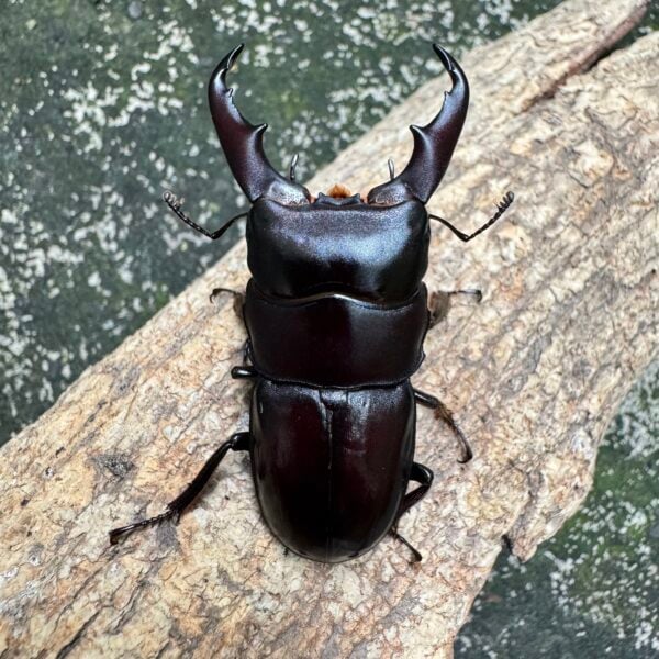 深山扁鍬形蟲 （赤化型）♂50mm 成對