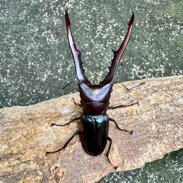 美他力彿細身赤鍬形蟲（湖水綠血統）♂81mm 成對 A組
