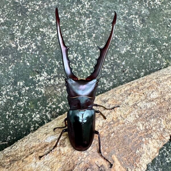 美他力彿細身赤鍬形蟲（湖水綠血統）♂79mm 成對