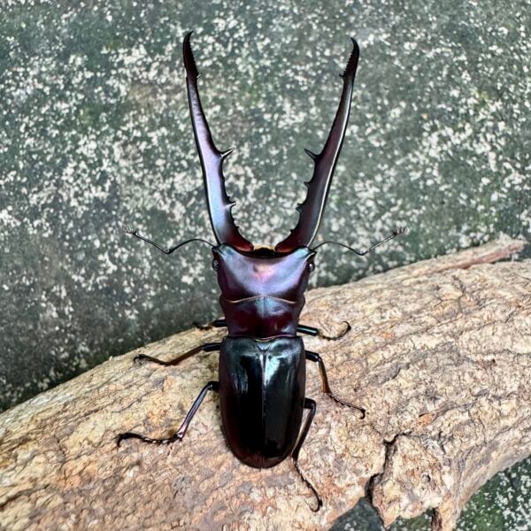 美他力彿細身赤鍬形蟲（湖水綠血統）♂78mm 成對