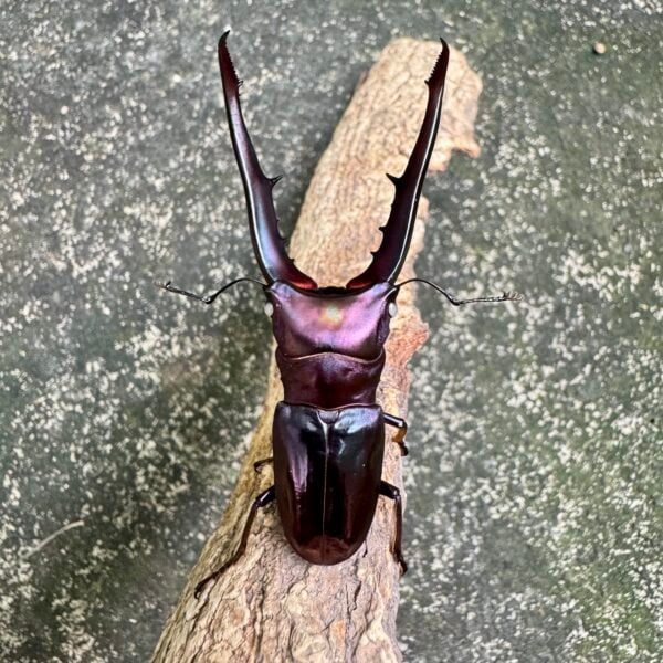 美他力彿細身赤鍬形蟲（湖水綠血統）♂73mm 成對