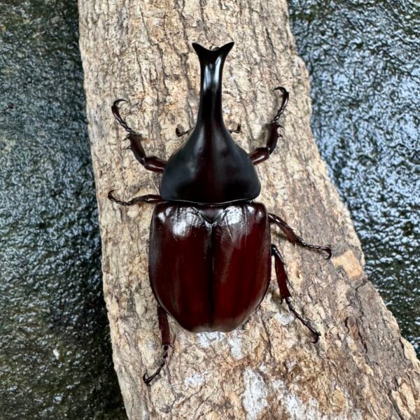 綠島姬兜蟲（大角幅） ♂59mm 單公