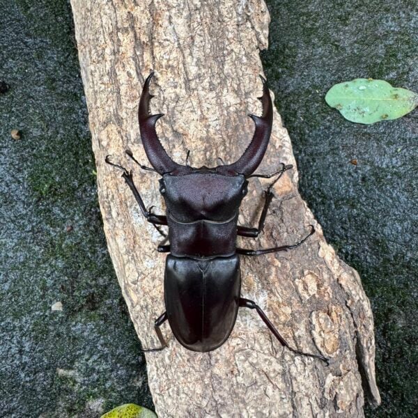 巨顎叉角鍬形蟲 HMM ♂85mm 成對