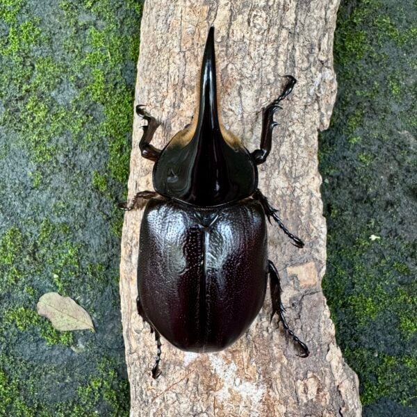 撒旦大兜蟲 ♂80mm 成對