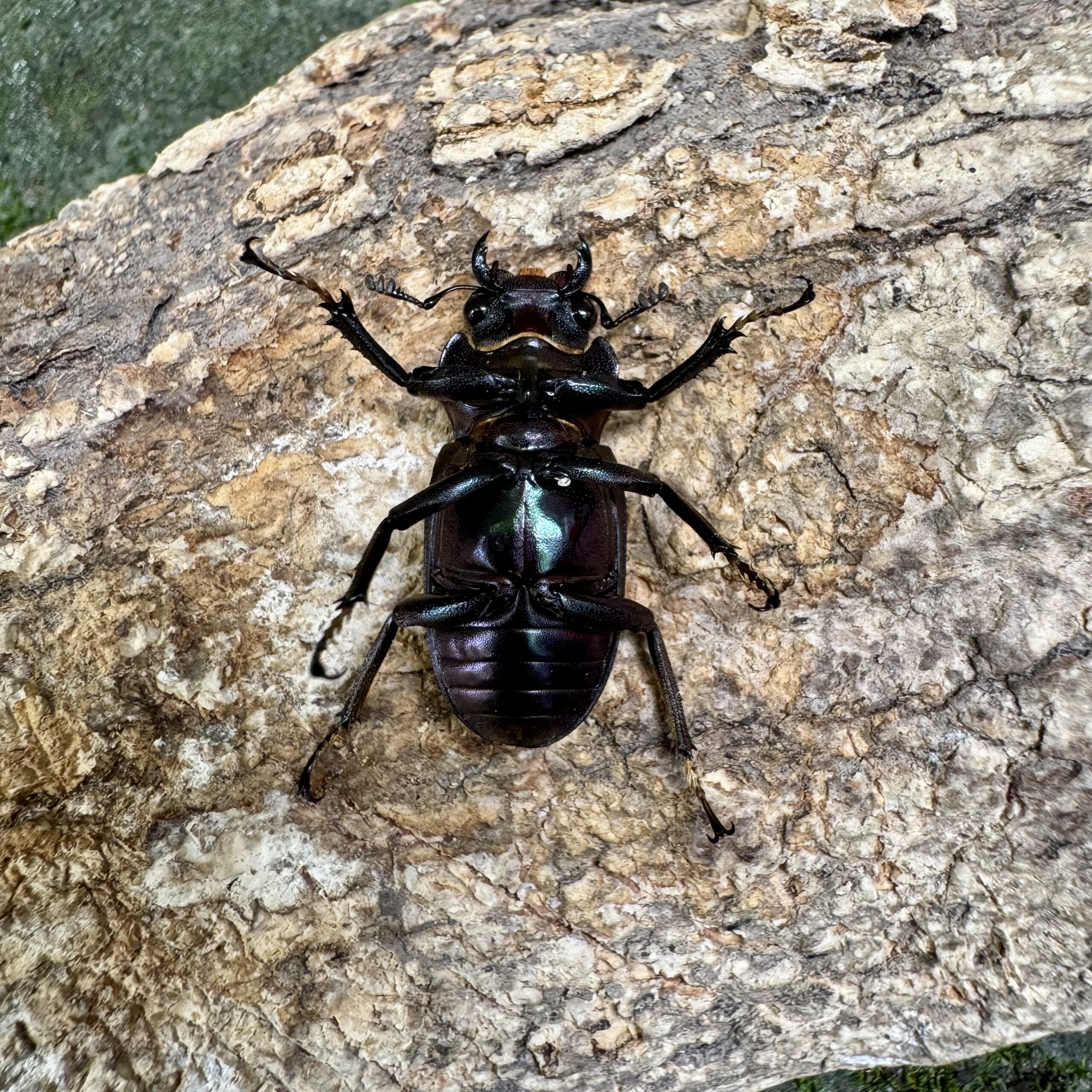 美他力彿細身赤鍬形蟲（湖水綠血統-金屬藍紫F2 ）♂79mm 成對