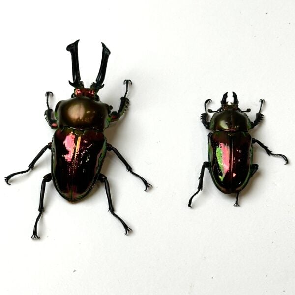 彩虹鍬形蟲 ♂60mm 成對