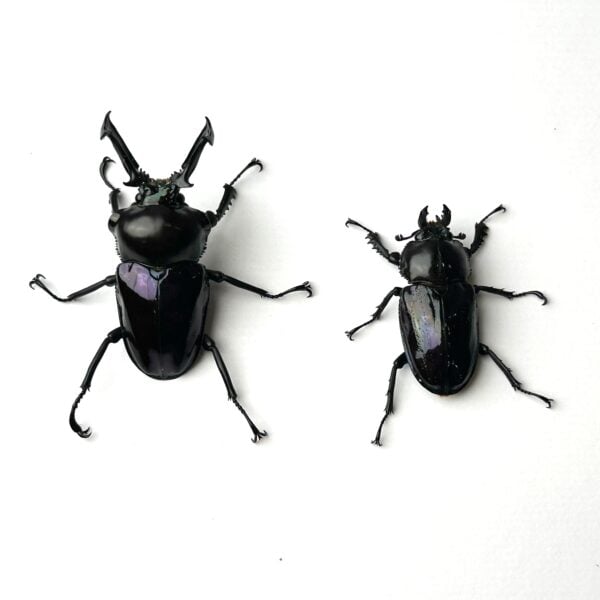 彩虹鍬形蟲 ♂58mm 成對