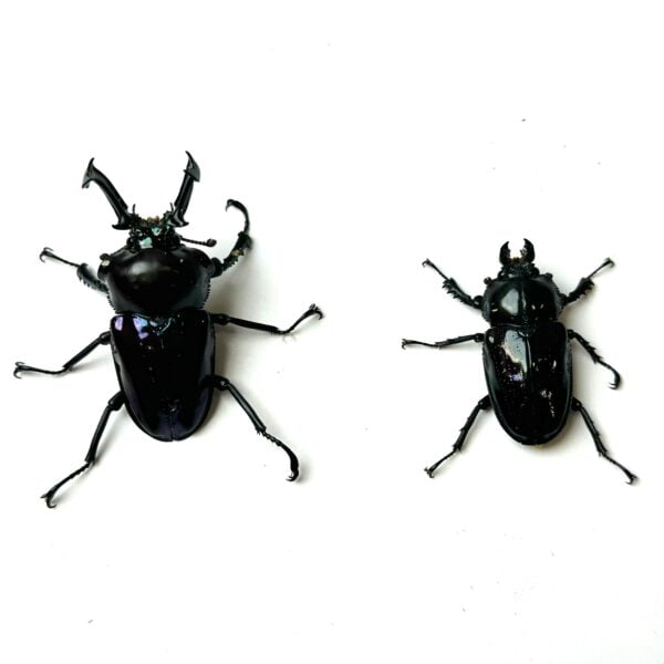 彩虹鍬形蟲 ♂61mm 成對