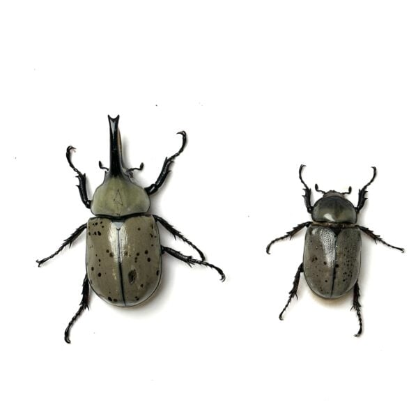 美西白兜 ♂69mm 成對