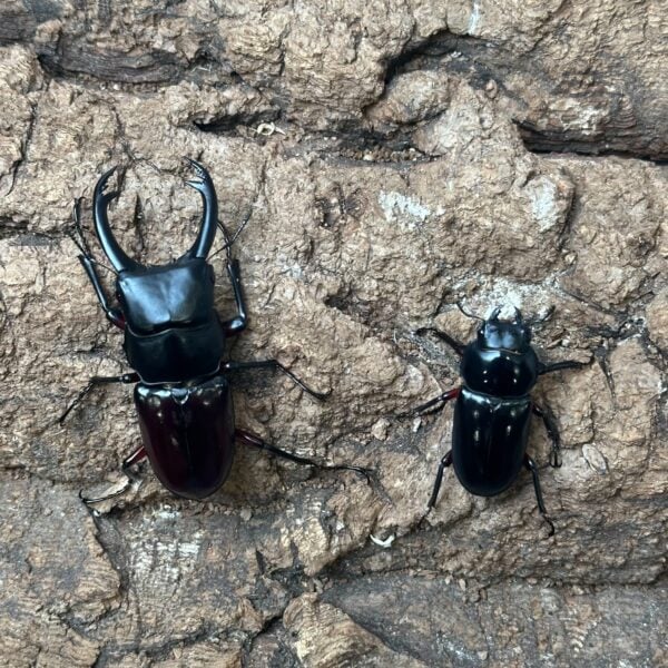 長齒刀鍬形蟲 ♂61mm 成對