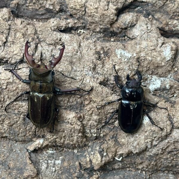 鬼深山鍬形蟲 ♂51mm 成對